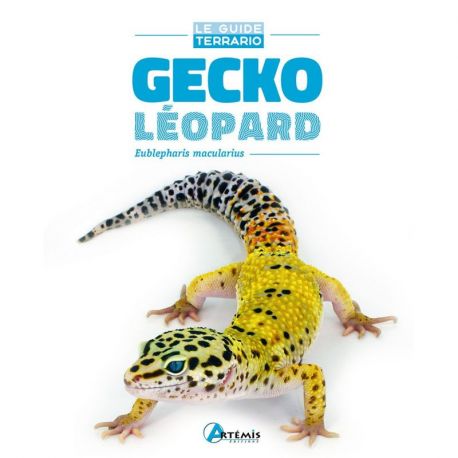 GECKO LEOPARD