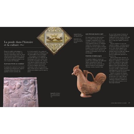 POULES - UNE HISTOIRE NATURELLE