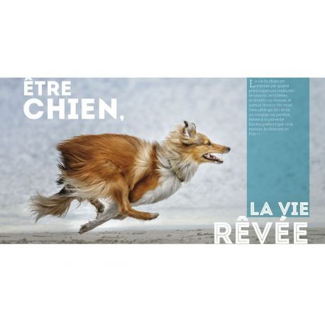 CHIENS - UN UNIVERS FABULEUX