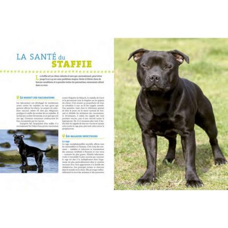 STAFFORDSHIRE BULL TERRIER