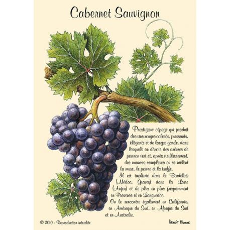 CABERNET SAUVIGNON CARTES POSTALES