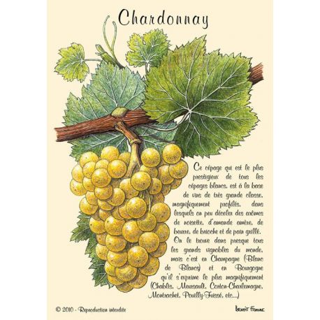 CHARDONNAY CARTES POSTALES