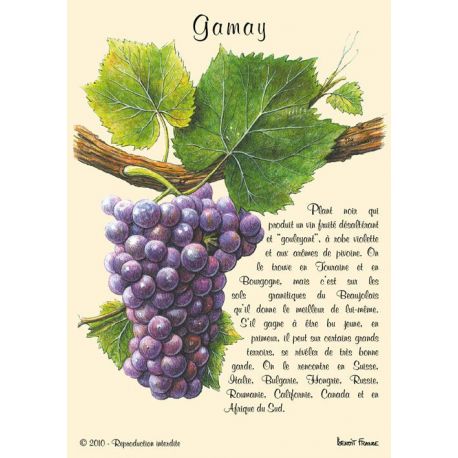 GAMAY CARTES POSTALES