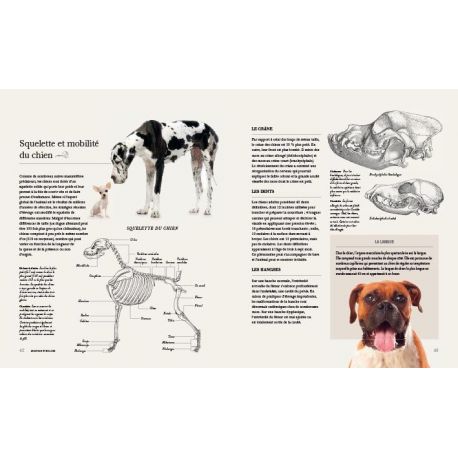 CHIENS - UNE HISTOIRE NATURELLE