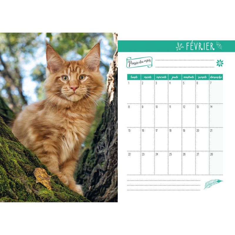 Periodique Agenda Chat 22 Cartotheque Com