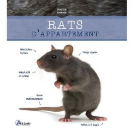 RATS D'APPARTEMENT