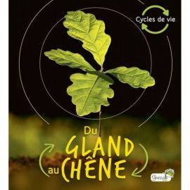 DU GLAND AU CHENE