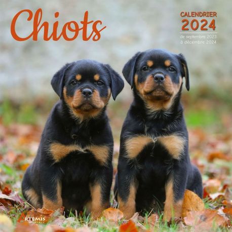 CALENDRIER CHIOTS 2024