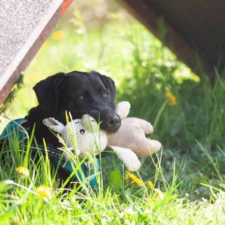 LEO DOUDOU COCHON