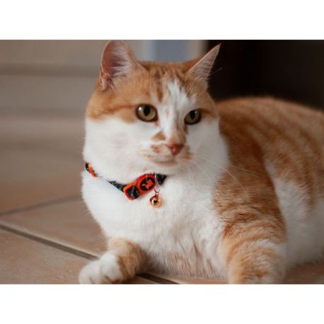 COLLIER CHAT REFLECHISSANT - ULTRA CONFORT - NOIR/ORANGE - 20 A 30 CM