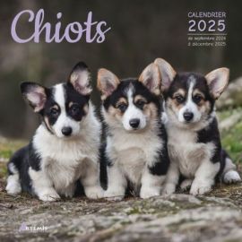 CALENDRIER CHIOTS 2025