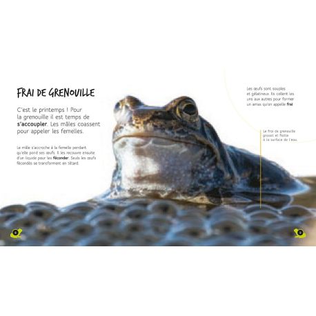 DU TETARD A LA GRENOUILLE