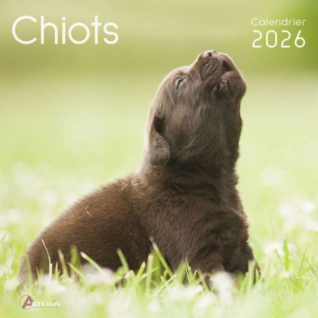 CALENDRIER CHIOTS 2026