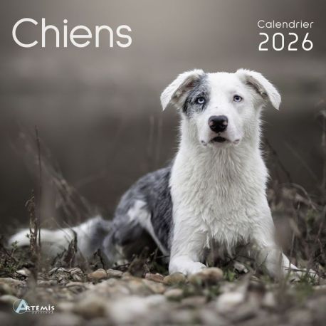 CALENDRIER CHIENS 2026