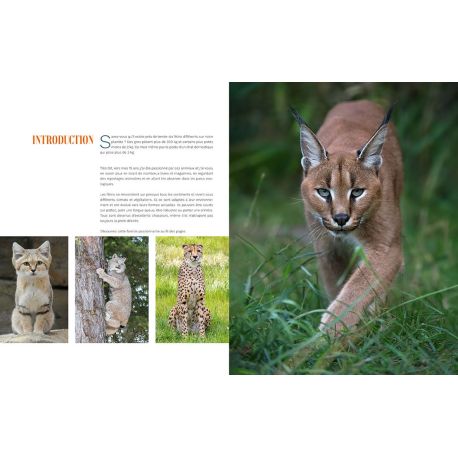 LES FELINS